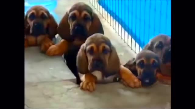 Funny dogs and puppies