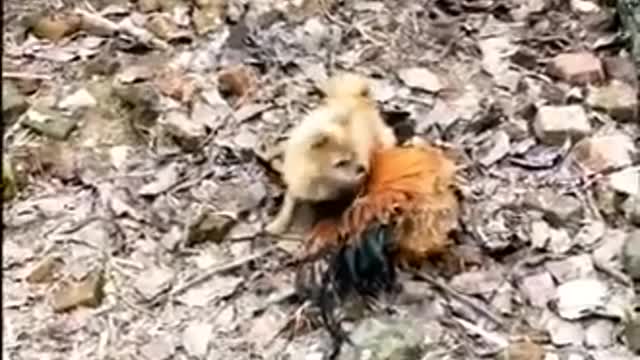 Dog vs chicken fight funny Animals