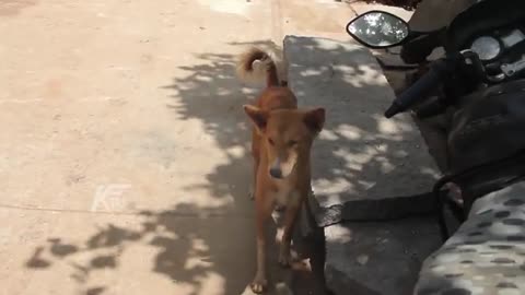 FUNNY MOMENTS DOG LIFE ..