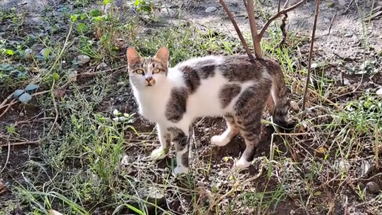 Cute cat walking in the yard. This cat is beautiful.