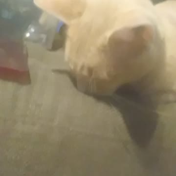 My cat was DEAD ASLEEP