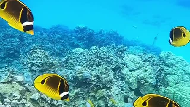 deepblues#oceanlover#underwater