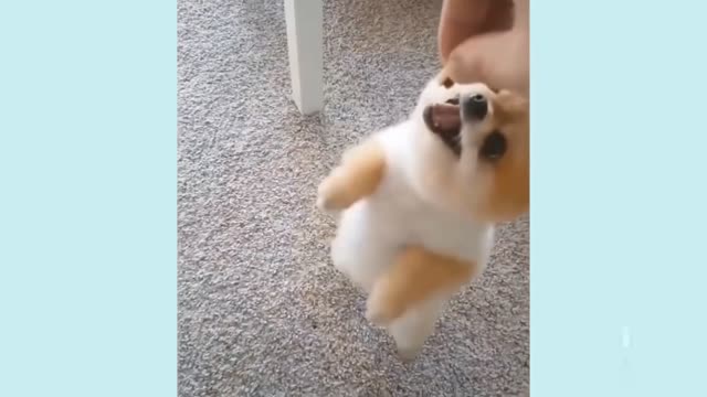 Puppy jumping to eat his sweet😄😄