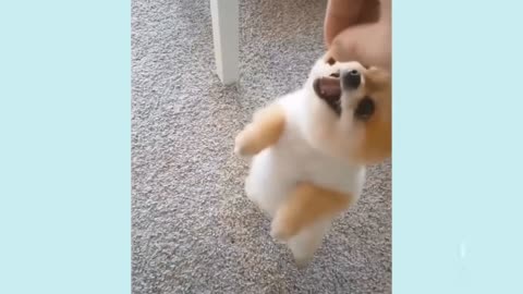 Puppy jumping to eat his sweet😄😄