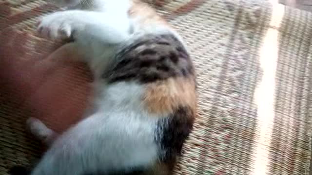 The calico cat,playing with the cute cat at home