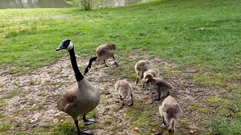 Goose Family Grows Older