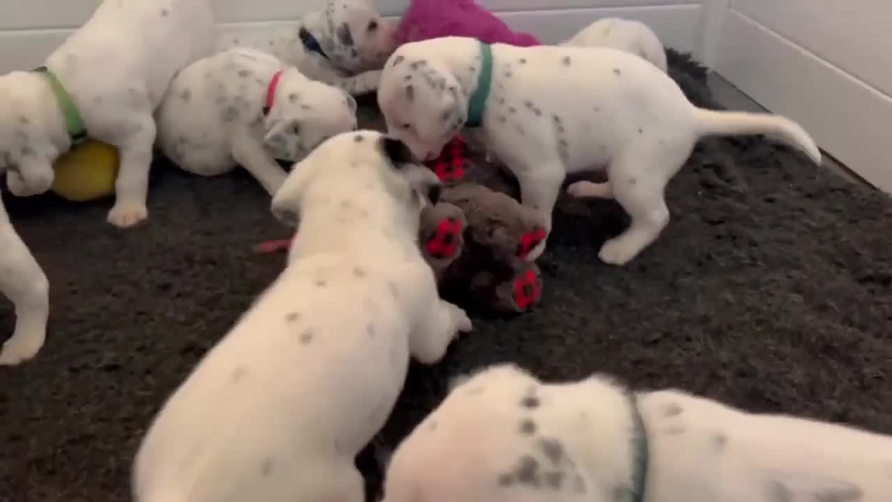 Dalmatian puppies play with toys for the first time