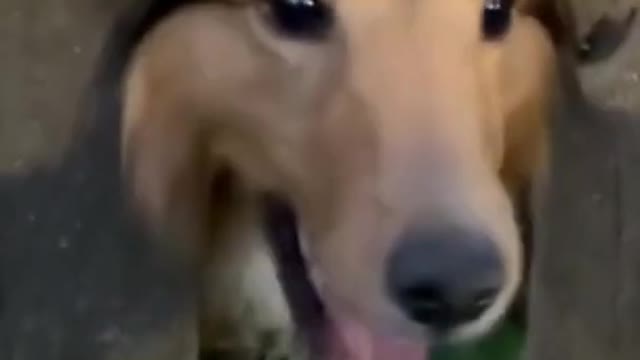 Funny Dog Fight Through Fence