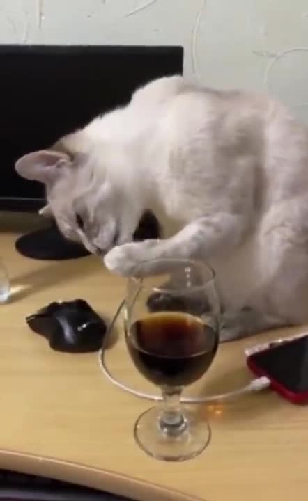 Cat Hilarious Reaction to Her First Time Trying Soft Drink