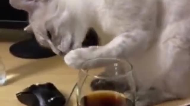 Cat Hilarious Reaction to Her First Time Trying Soft Drink