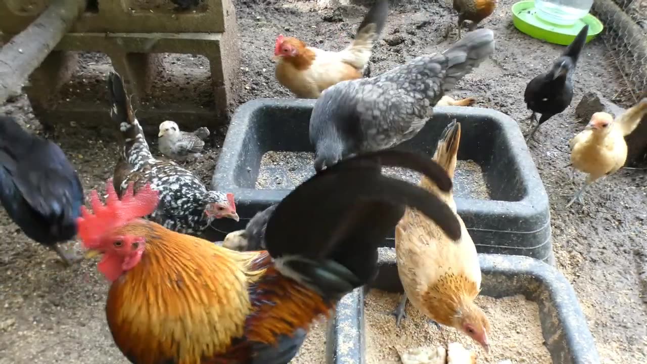 Starchy snacks for bantam chickens and chicks.