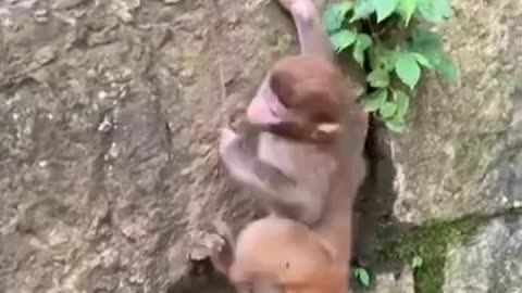 Monkey Jump