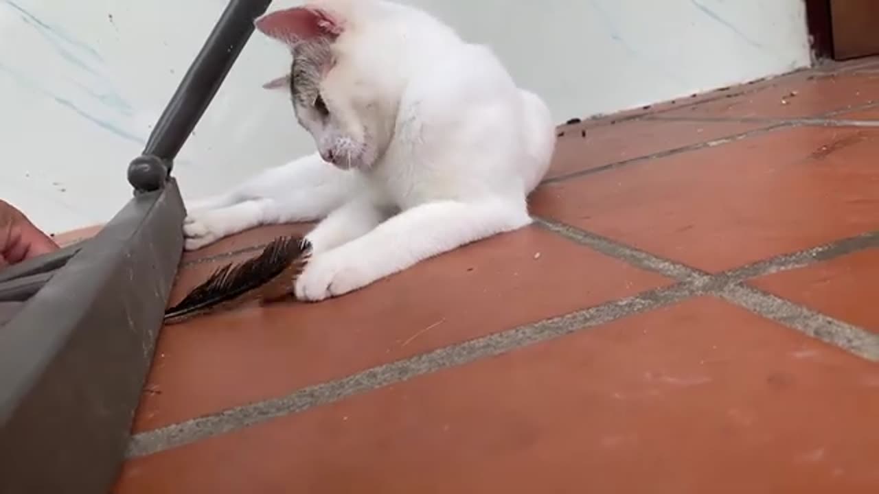 Funny animal 2023 - Funny Cats and Cute Kittens Playing Compilation