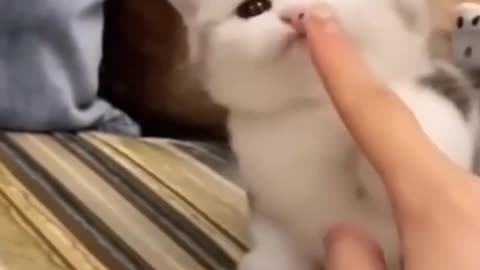 Cat eating finger 😂❤️😍😘 funny