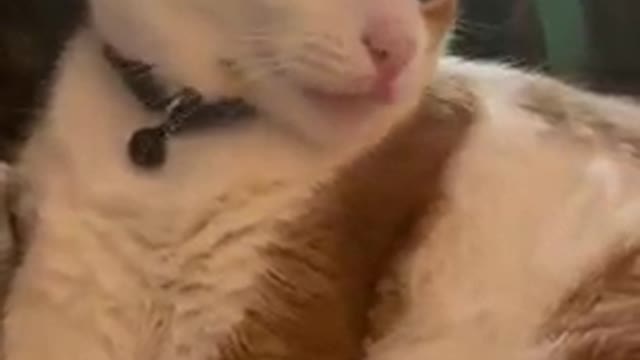 My Cat, Banana, has a Button for him to Lick his Nose!