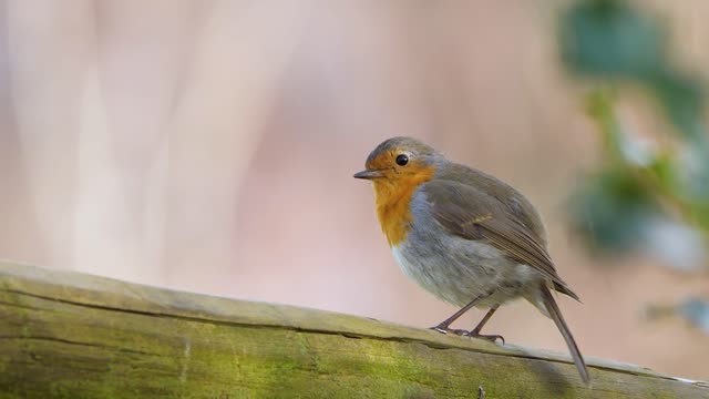 Cute british robin super high definition