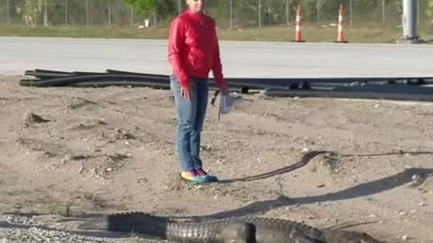 Gator Crosses Highway