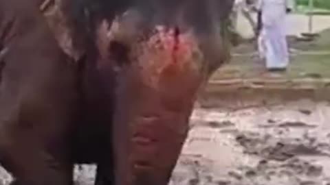 Adorable Young Elephant Plays in Mud #Shorts