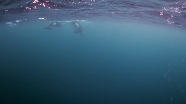 Up Close with Orcas