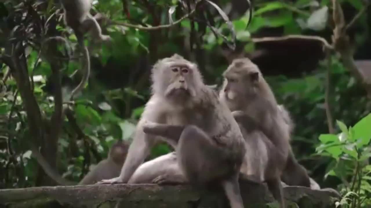 Funny monkey Video