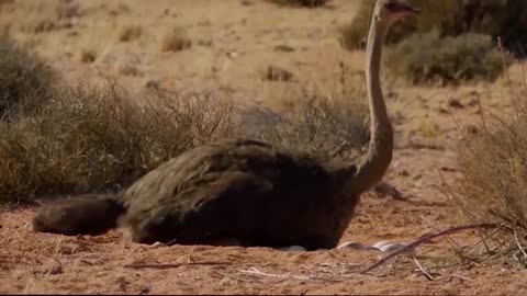 Poor Wild Horse! Leopard vs Lion Hunting Wild Horses In Their Territory- What Happens Next?