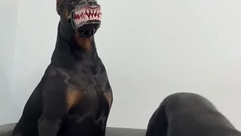 The dog has a new mask