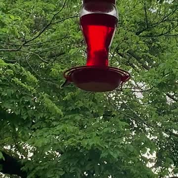 Hummingbirds