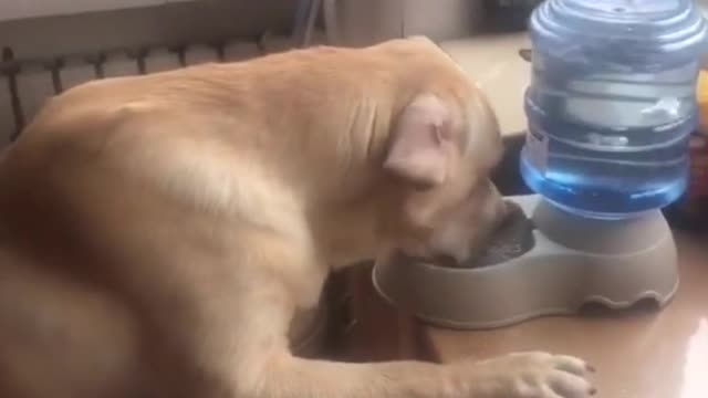 The Golden Retriever is too thirsty