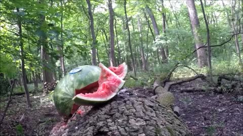 Shooting A Watermelon In The Woods With The M9 22 LR