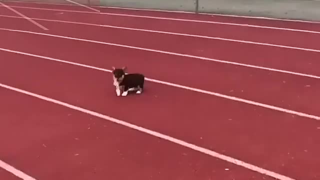 Dog running a race with its owner