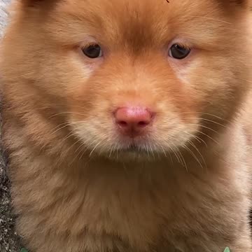 The puppy is really cute