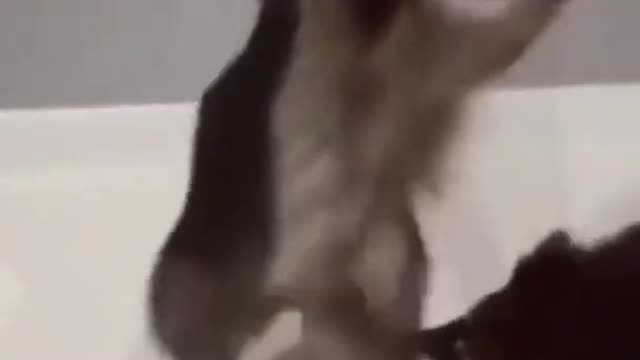 Funny Raccoon Compilation (FUNNY VIDEOS) #1