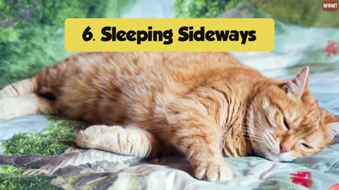 Understanding Your Cats Sleeping Positions