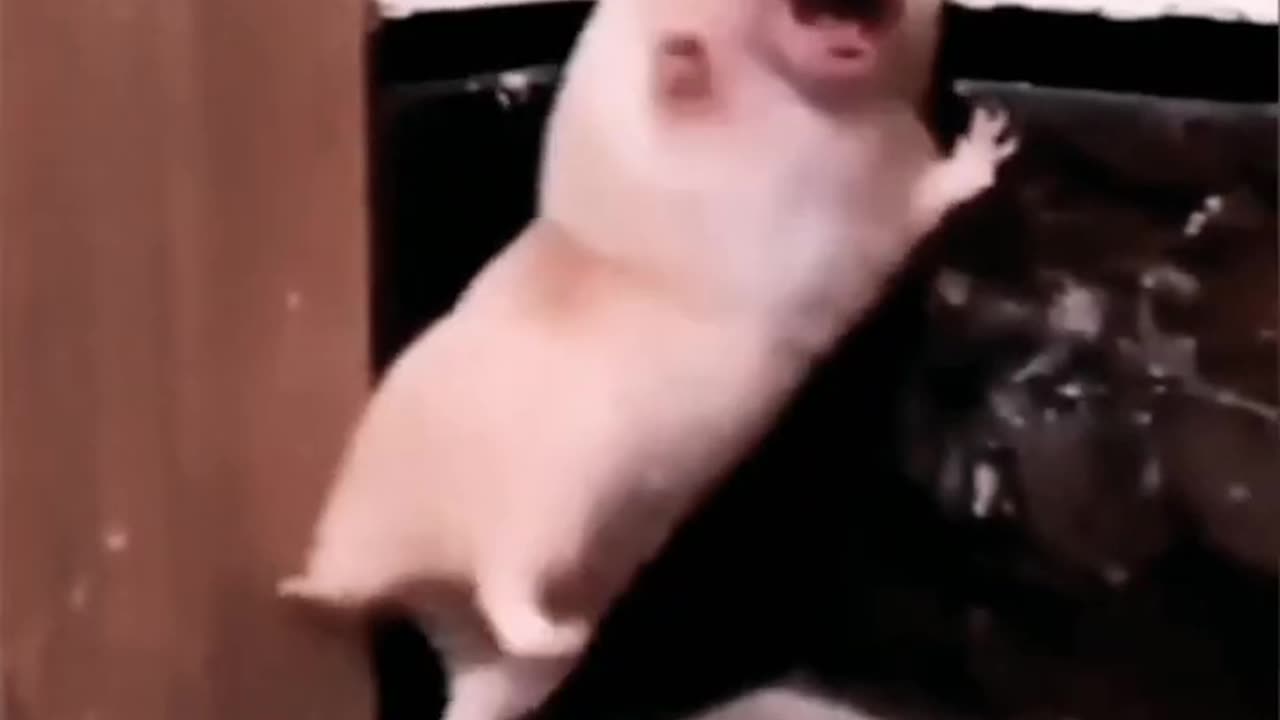 Funny animal best compilation