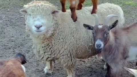 A goat playing with lamb