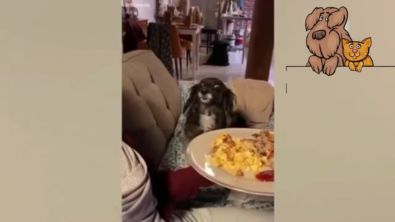 Watch funny videos of cats and dogs 2