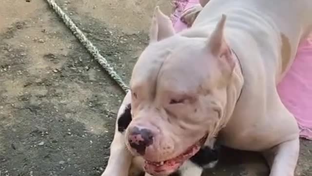 Pitbull cachorro