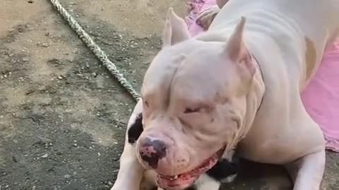 Pitbull cachorro