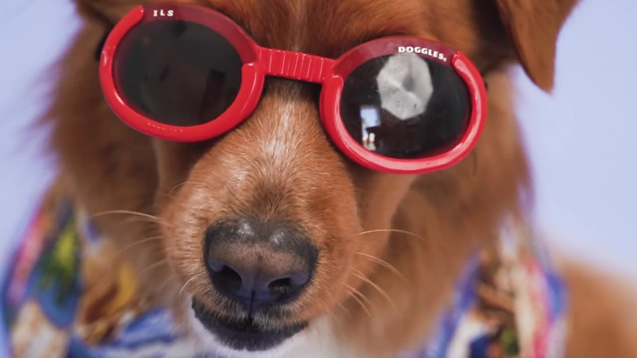 A beautiful dog with fashion mood