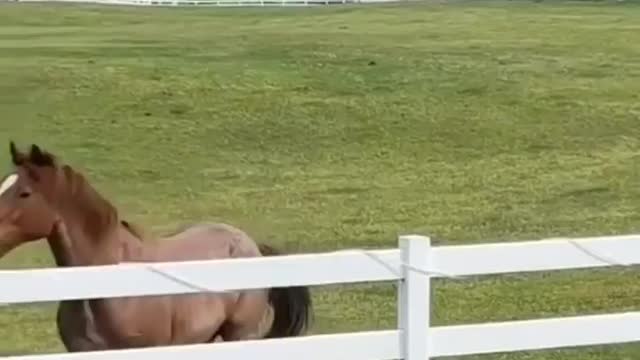 Horses enjoy with small boy