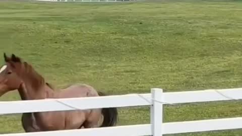 Horses enjoy with small boy