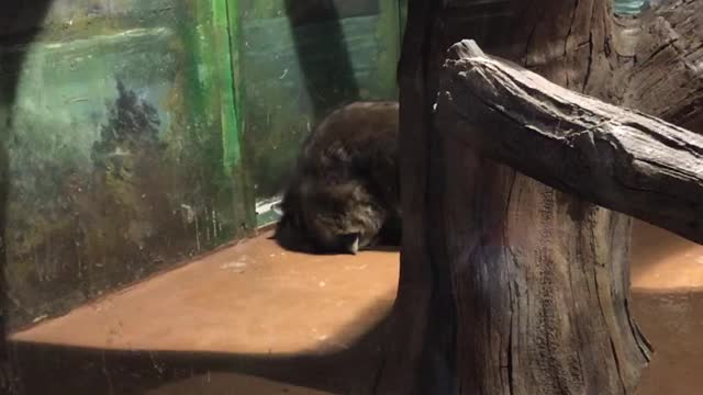 Raccoon's, don't fight.