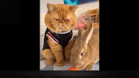 Funny Pets & Animals #1