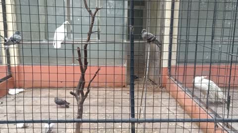 Peacocks are next to pigeons. Can they communicate with each other?