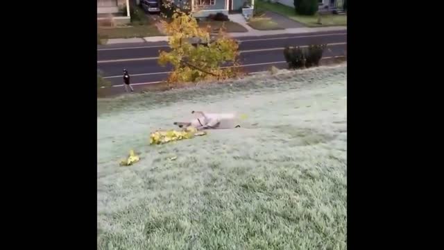 puppy going down the hill
