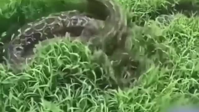 The snake tried to swallow the dog