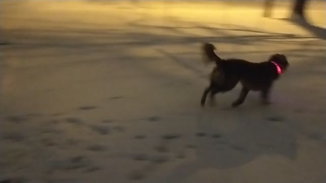 Golden retriever plays in snow