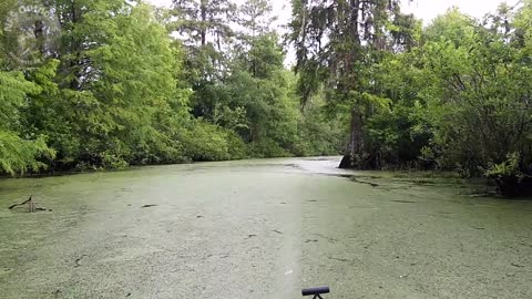 Kayaking Down 100 Plus Year Old Logging Canal Chasing A Gator IN Citrus County Florida