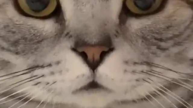Let your fun cat cat be the most docile baby to you :)