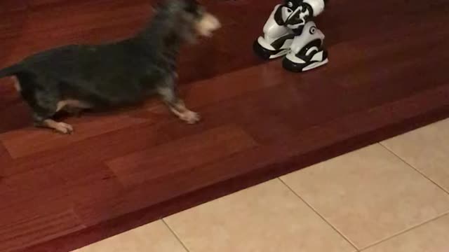 Weiner Dogs attack Robot part 2.